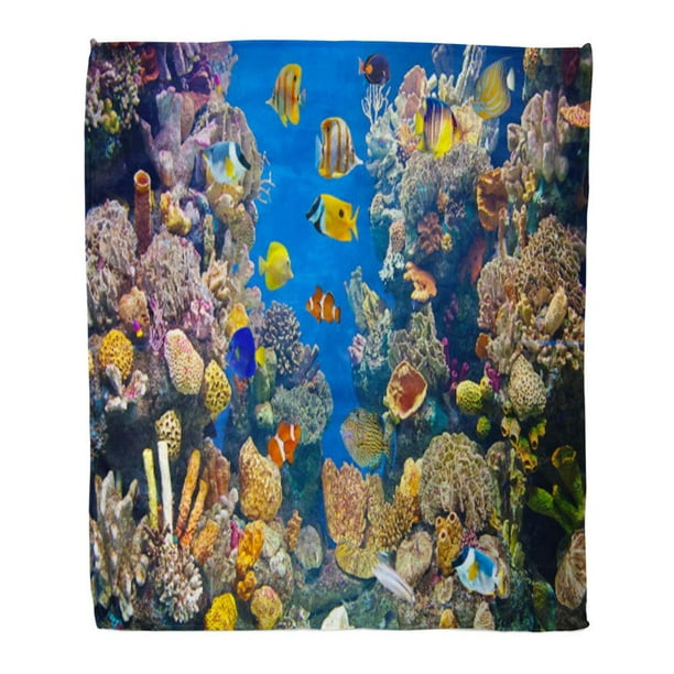 LADDKE Throw Blanket Warm Cozy Print Flannel Fish Colorful Aquarium ...
