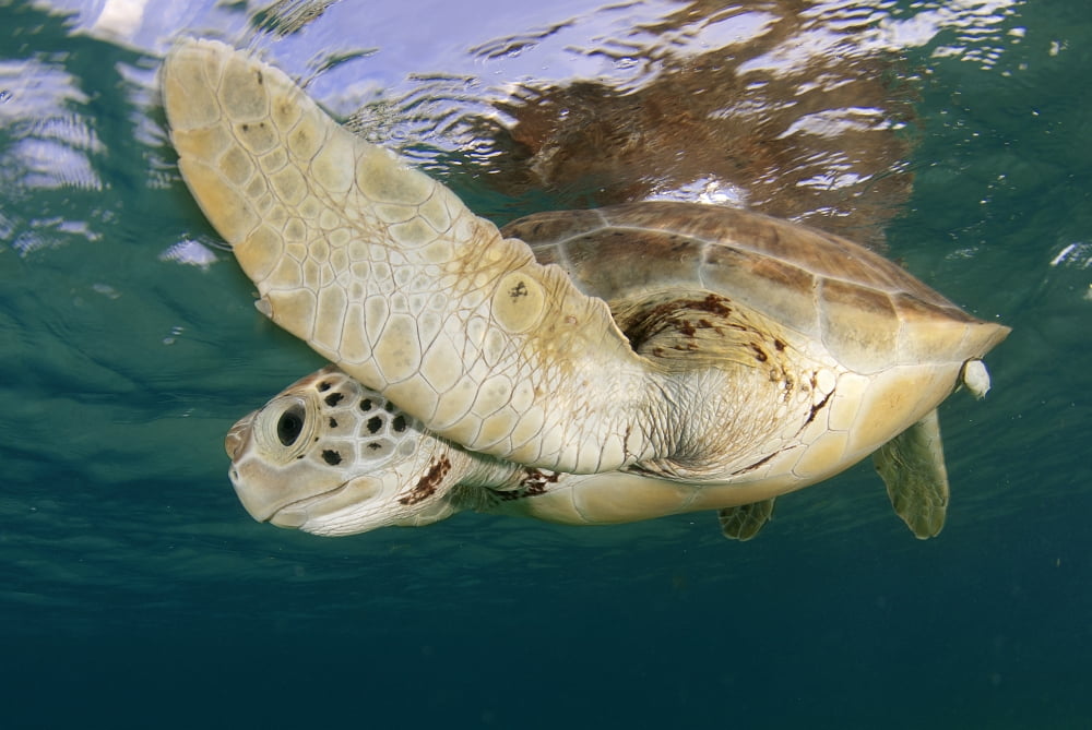 seaturtle breathing seaturtle breathing
