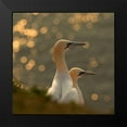 thumbnail image 2 of Kolbeck, Karen 15x15 Black Modern Framed Museum Art Print Titled - Gannets in sunset, 2 of 5