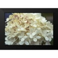 thumbnail image 2 of Bradley, Felicity 18x13 Black Modern Framed Museum Art Print Titled - Hydrangea Delight I, 2 of 5