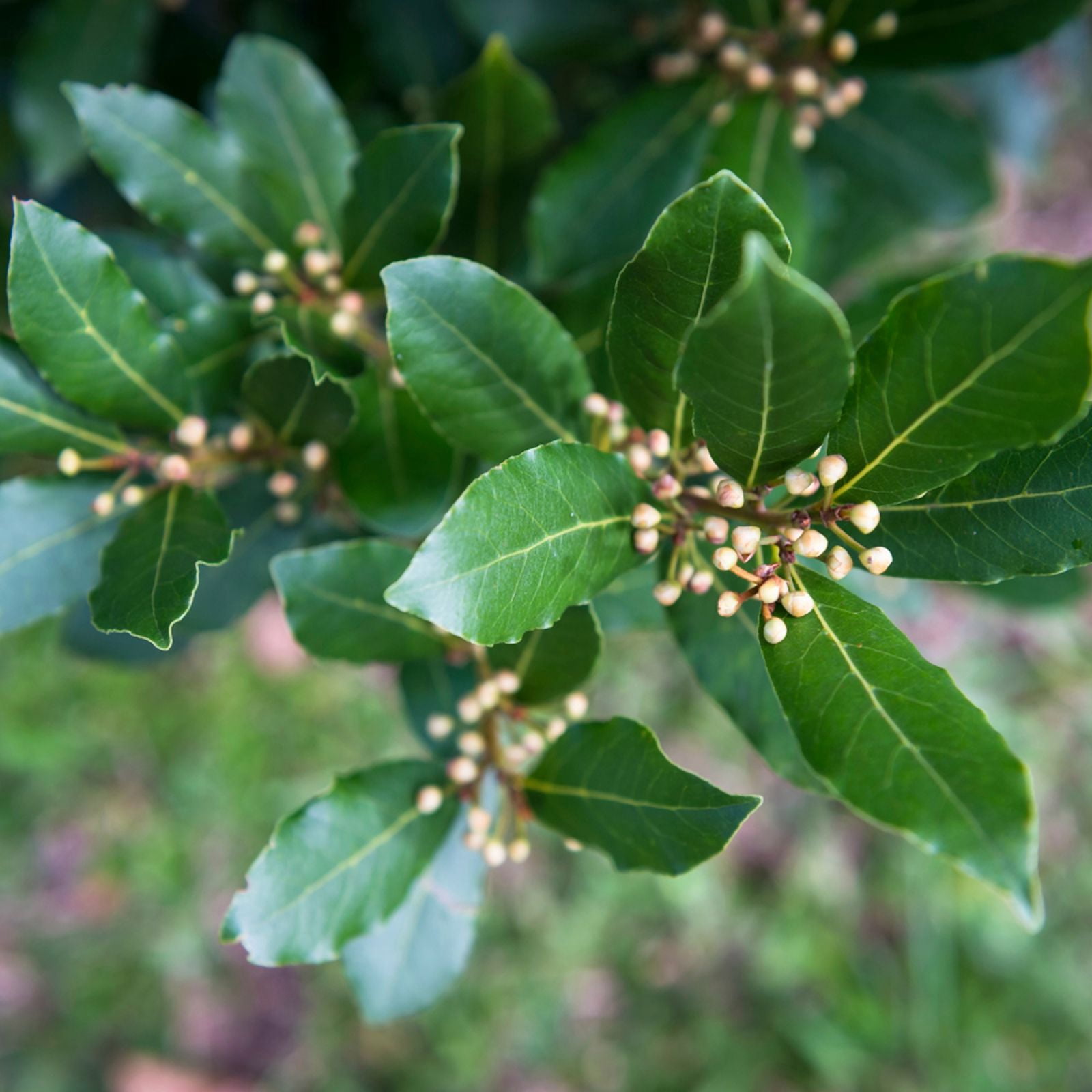 Bay Leaf Live Plant, 8 to 10 Inches in Tall, Laurel Nobilis for Indoor Outdoor Planting
