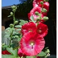 thumbnail image 2 of Hollyhocks Single Mix Seeds /Full Sun /Perennial /Zellajake Farm and Garden - 675 Seeds 1/4 oz - B278, 2 of 5