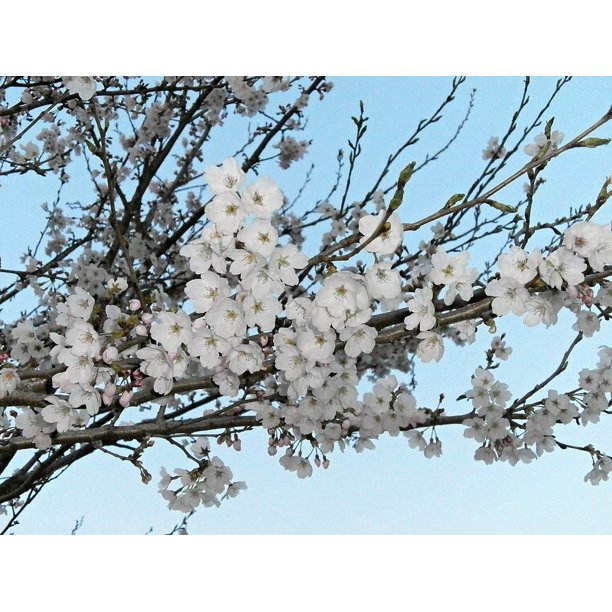 Cherry Blossom Cherry Cherry Tree Cherry Blossoms Inch By 30 Inch Laminated Poster With Bright Colors And Vivid Imagery Fits Perfectly In Many Attractive Frames Walmart Com
