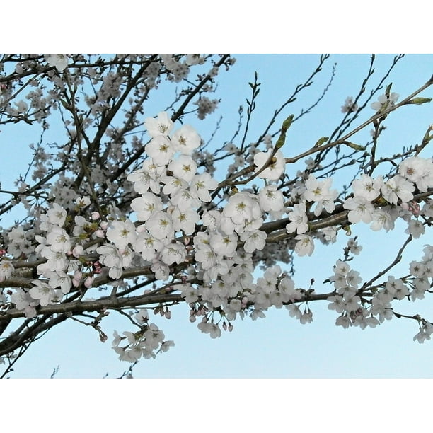 Cherry Blossom Cherry Cherry Tree Cherry Blossoms Inch By 30 Inch Laminated Poster With Bright Colors And Vivid Imagery Fits Perfectly In Many Attractive Frames Walmart Com Cherry Blossom Cherry Cherry Tree Cherry Blossoms Inch By 30 Inch Laminated Poster With Bright Colors And Vivid Imagery Fits Perfectly In Many Attractive Frames Walmart Com