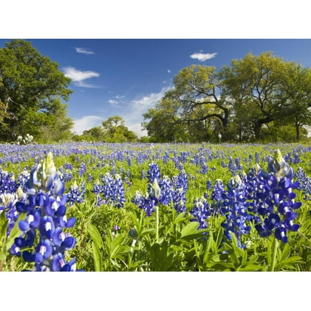 Field of Texas Bluebonnets and Oak Trees, Texas Hill Country, Usa Print Wall Art By Julie