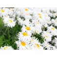 thumbnail image 4 of 100 Seeds| Crazy Daisy (Ox Eye) Seeds - Authentic Seeds~GMO Free~ Seeds~Flower seeds~Vegetable seeds~ Asian Garden~Herb B5G1, 4 of 4