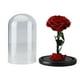 thumbnail image 4 of Flor De Rosa Conservada Real Con Cubierta De Vidrio Rosa Eterna En Cúpula De Vidrio Decoración Del Hogar Para El Día De San Valentín Moyic HA024678-01, 4 of 5