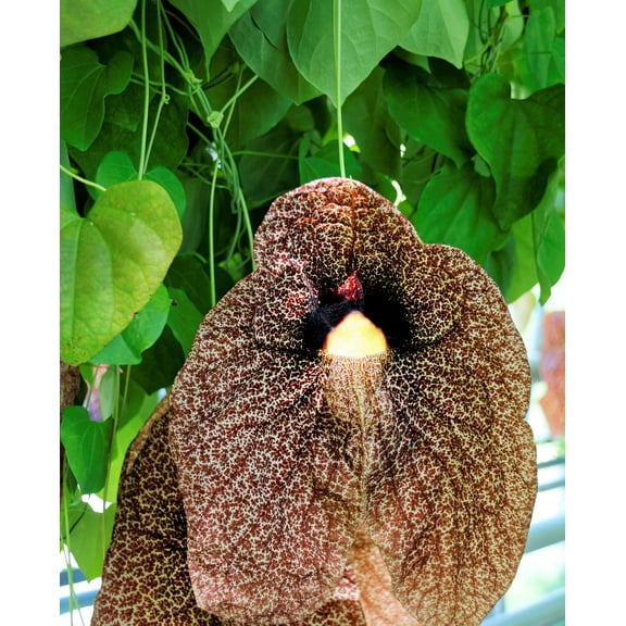 Serendipity Seeds 10 Calico Flower Seeds, Beautiful foliage and unusual flowers