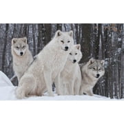 Beautiful White Wolf Glossy Poster Snow Wolves Pack Winter-12 Inch BY 18 Inch Laminated Poster With Bright Colors And Vivid Imagery-Fits Perfectly In Many Attractive Frames