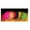 Fluorescent Green, variant on Marabou Strung Blood Quills 1 OZ Package