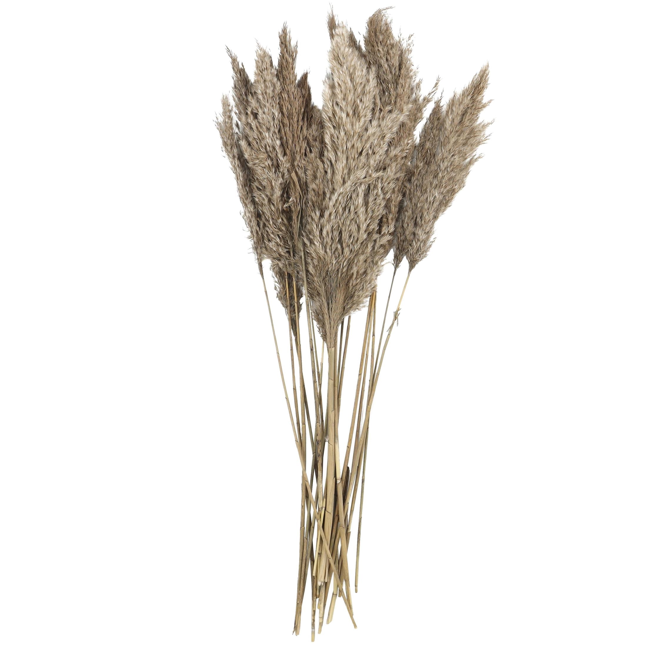 35" Grass Dried Plant Natural Foliage Pampas Bouquet with Long Stems, by DecMode