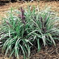 thumbnail image 6 of Classy Groundcovers, Lily Turf  'John Burch', Lilyturf, Border Grass, Monkey Grass (25 Pots, 3 1/2 inch square), 6 of 8
