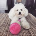 thumbnail image 3 of HSHDLDF Magic Rolling Ball Activation Automatic Ball Electric Dog and Cat Toy Battery Powered Floor Cleaning Plush Toy Chew Plush Electric Rolling Ball Dog Toy, 3 of 6