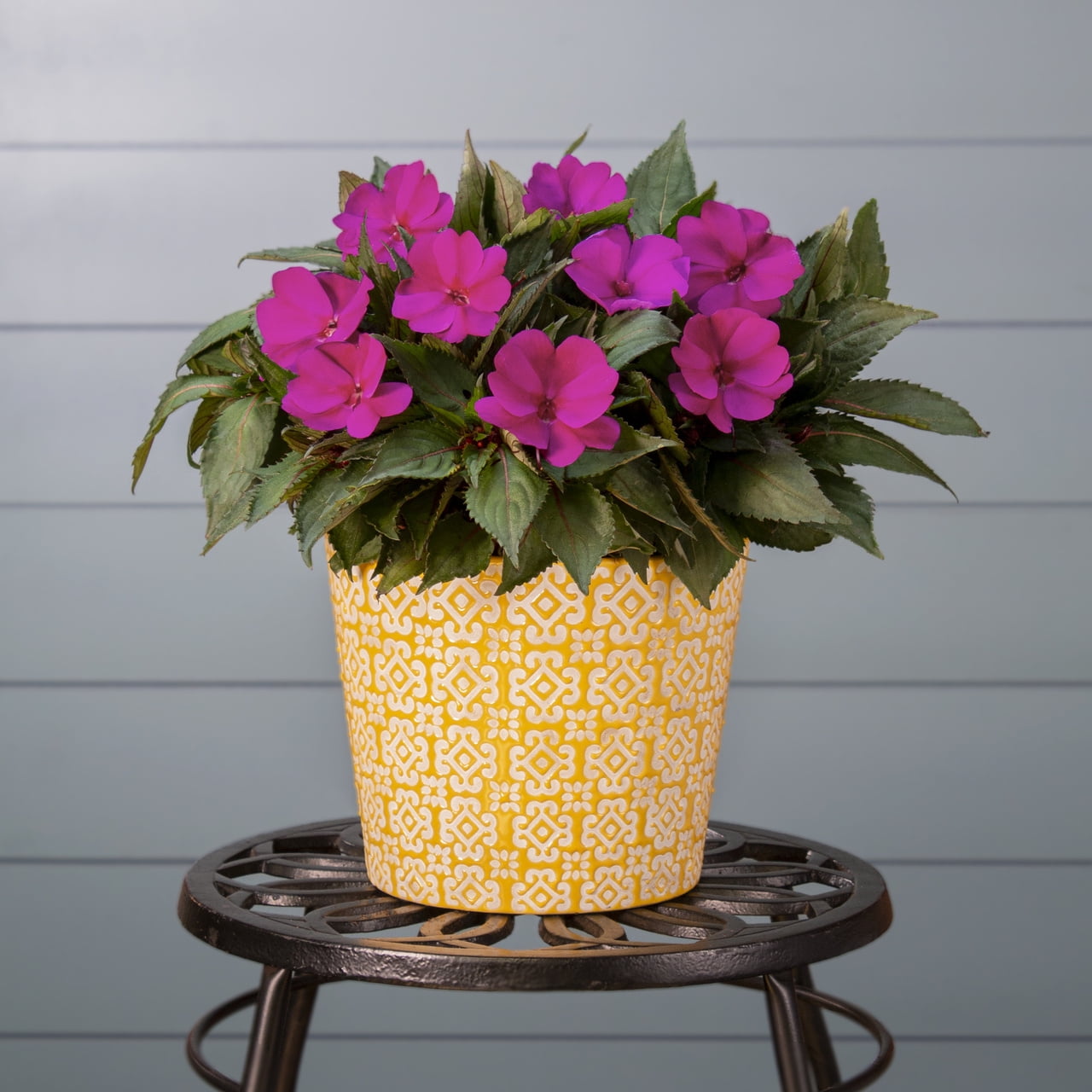 Sunpatiens 1.5PT Pink Impatiens Live Annual Plant Sun 5-Pack