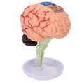 thumbnail image 1 of Modelo anatómico del cerebro 4D BuyWeekMX, 1 of 9