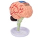 thumbnail image 1 of Modelo anatómico del cerebro 4D BuyWeekMX, 1 of 9
