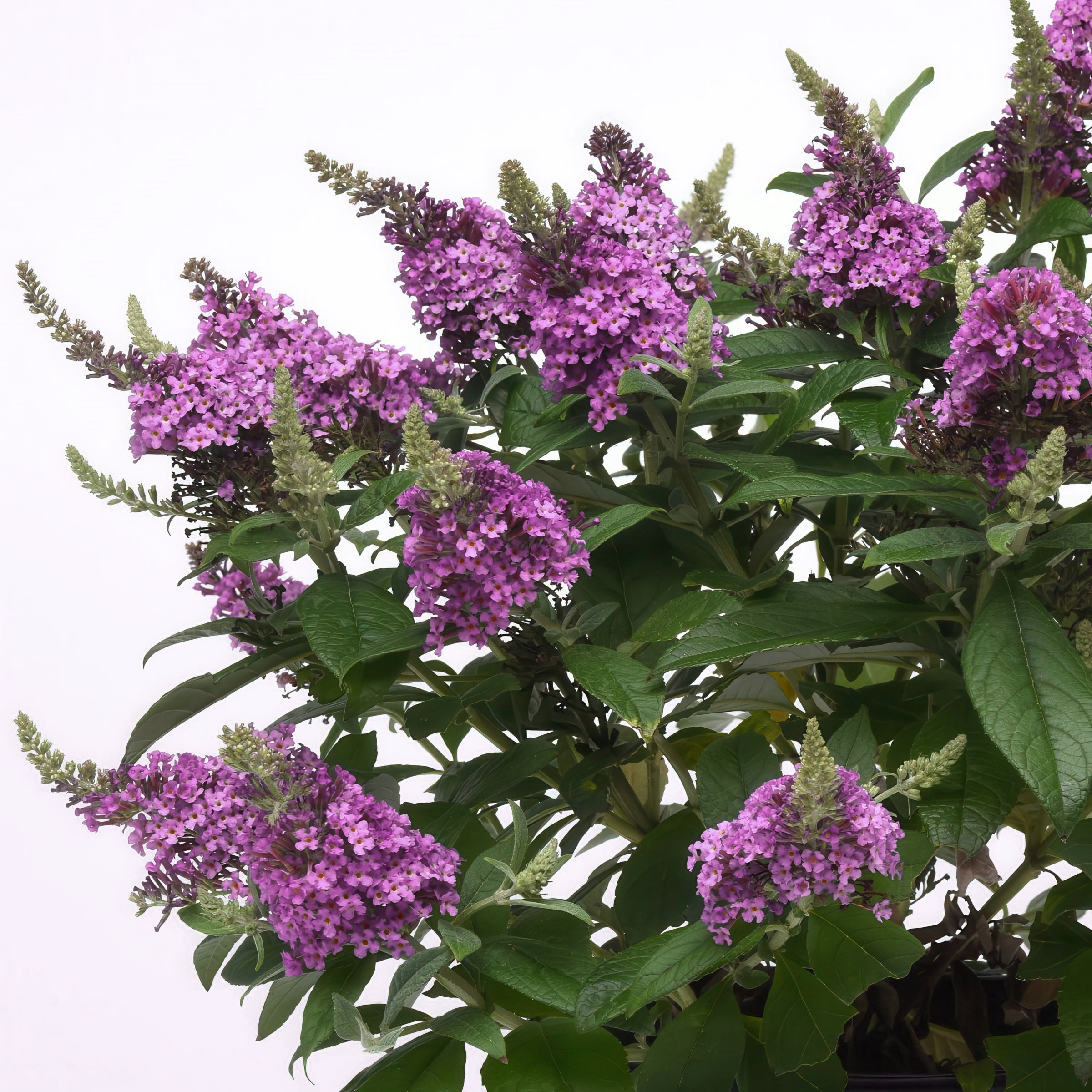 3.25 in. Buddleia Chrysalis Dwarf Butterfly Pink Live Shrub with Pink Flowers (3-Pack)