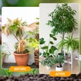 thumbnail image 4 of Soil Activator, Professional Bone Meal Fertilizer, Dirt Health Booster, Liquid Fertilizer for Indoor & Outdoor Plants Premium Soil Activated Treasure for Potting Mix, and Seedling Compost(120g-4Pcs), 4 of 7