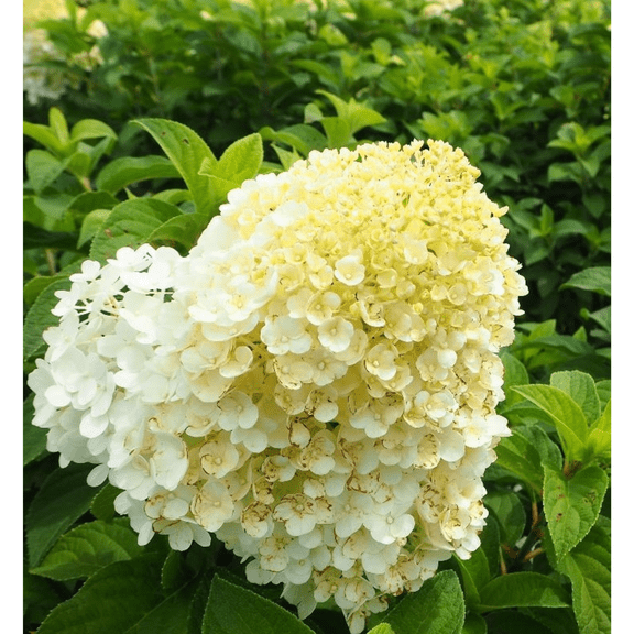 Bobo Hydrangea Plant, Compact Flowering Shrub with White and Pink Blooms