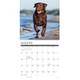 thumbnail image 3 of Chocolate Labs 2026 12 X 12 Wall Calendar, (Hardcover), 3 of 5