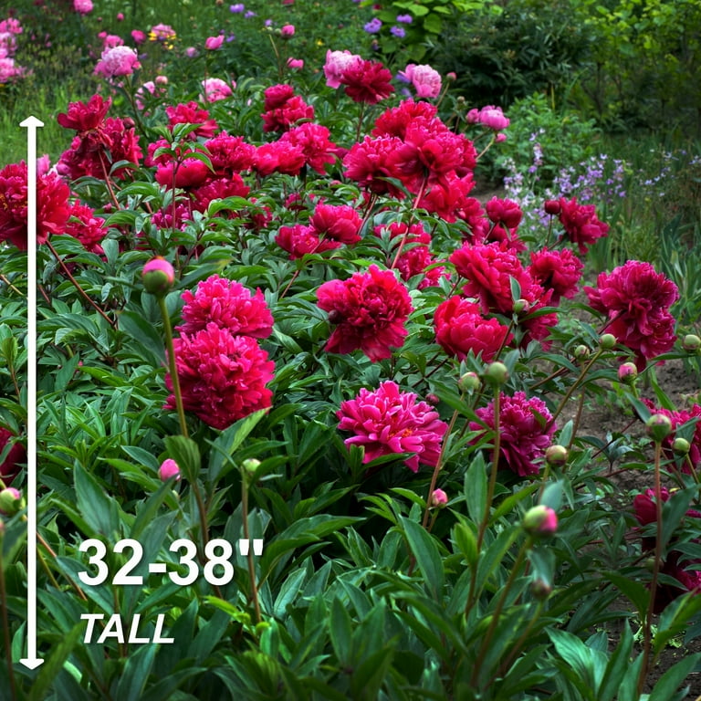 Garden State Bulb Karl Rosenfield Peony Flower Bulbs, Bare Roots, Spring  Planting (Bag of 9) - Walmart.com