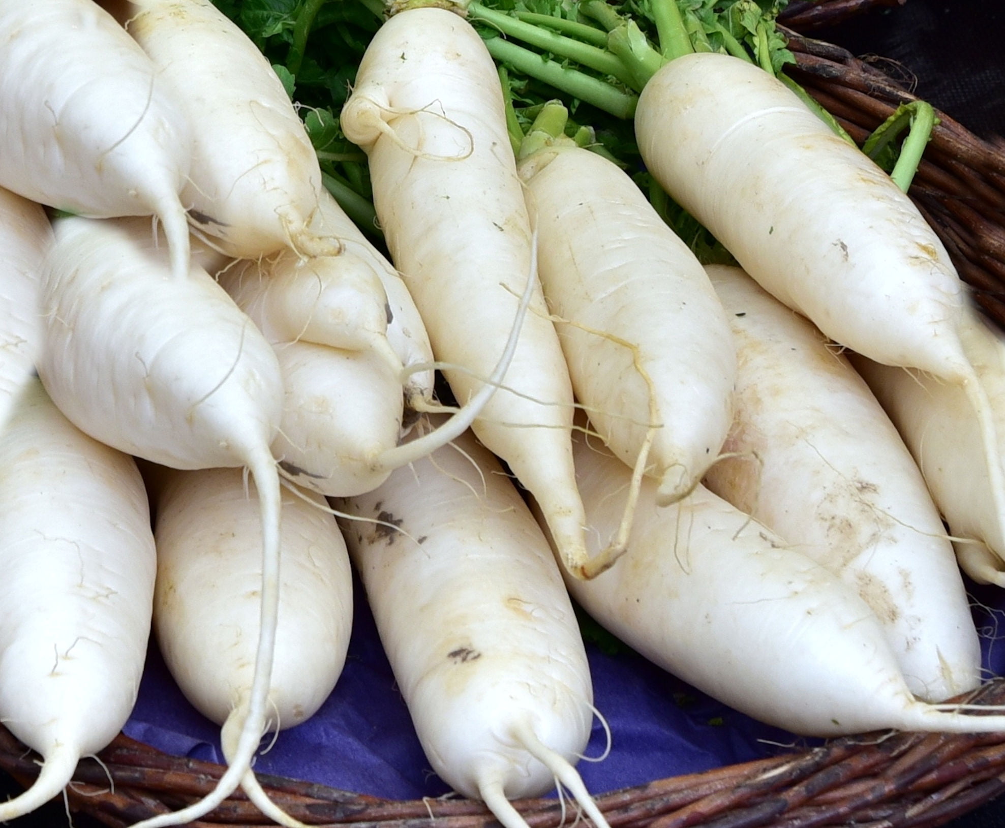SEEDS = Lunar White Carrot 100 Seeds heirloom vegetable