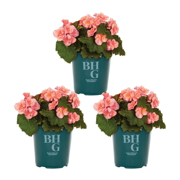 Better Homes & Gardens 2QT Pink Begonia Live Annual Plant Shade 3-Pack