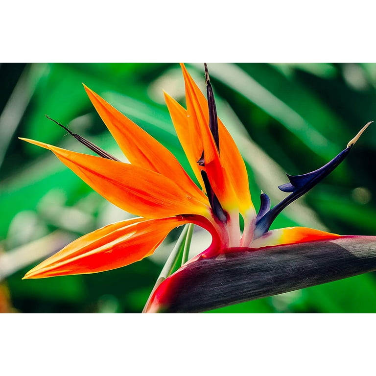 Strelitzia Reginae Bird of Paradise Plant Seeds 1 Pack - 4 Seeds per Pack - Full  Sun - Walmart.com