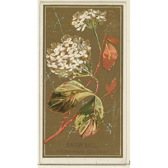 Snowball (Viburnum Oputus), from the Flowers series for Old Judge Cigarettes Poster Print (18 x 24)