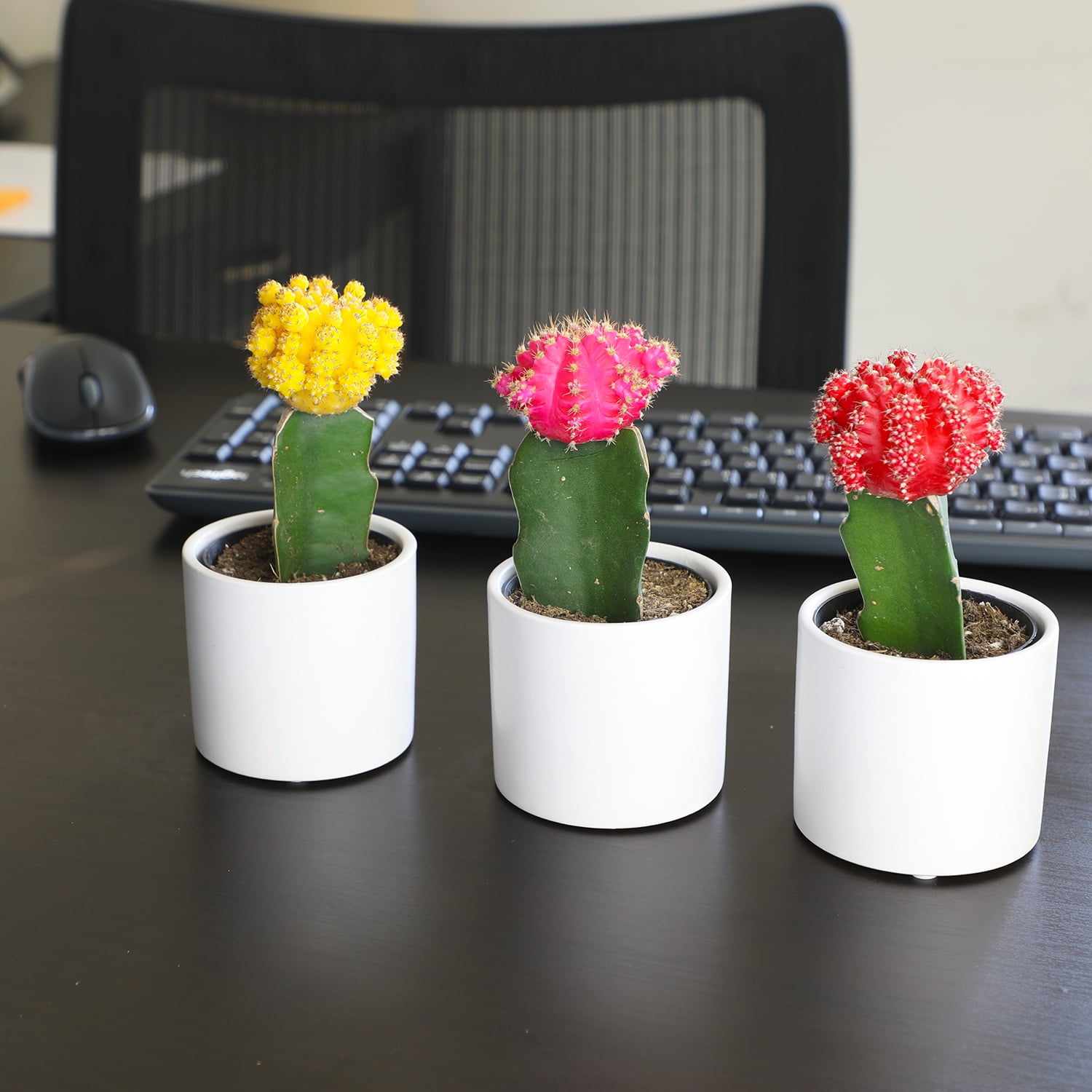 Altman Plants 2.5in Grafted Cactus Collection in White Ceramic Pots - 3 Pack