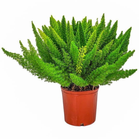 Tropical Plants of Florida 20" to 24" Green Foxtail Fern; Asparagus Sword Fern, Partial Sunlight