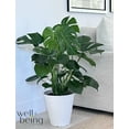 thumbnail image 2 of Nature's Way Farms Philodendron Monstera Live Plant (25-30 inches tall) in growers pot, 2 of 5