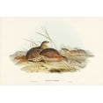 thumbnail image 2 of Gould, John 14x11 Black Ornate Wood Framed with Double Matting Museum Art Print Titled - Australian Partridge-Synoicus Australis, 2 of 4