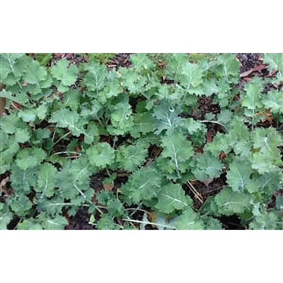 Dwarf Siberian Improved Kale Seed - 20 Lbs.