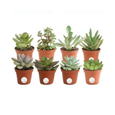 Costa Farms 3" Tall  Assorted Succulents, Bright Indirect Sunlight, Indoor Live House Plants, 8-Pk