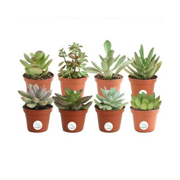 Costa Farms 3" Tall Assorted Succulents, Bright Indirect Sunlight, Indoor Live House Plants, 8-Pk