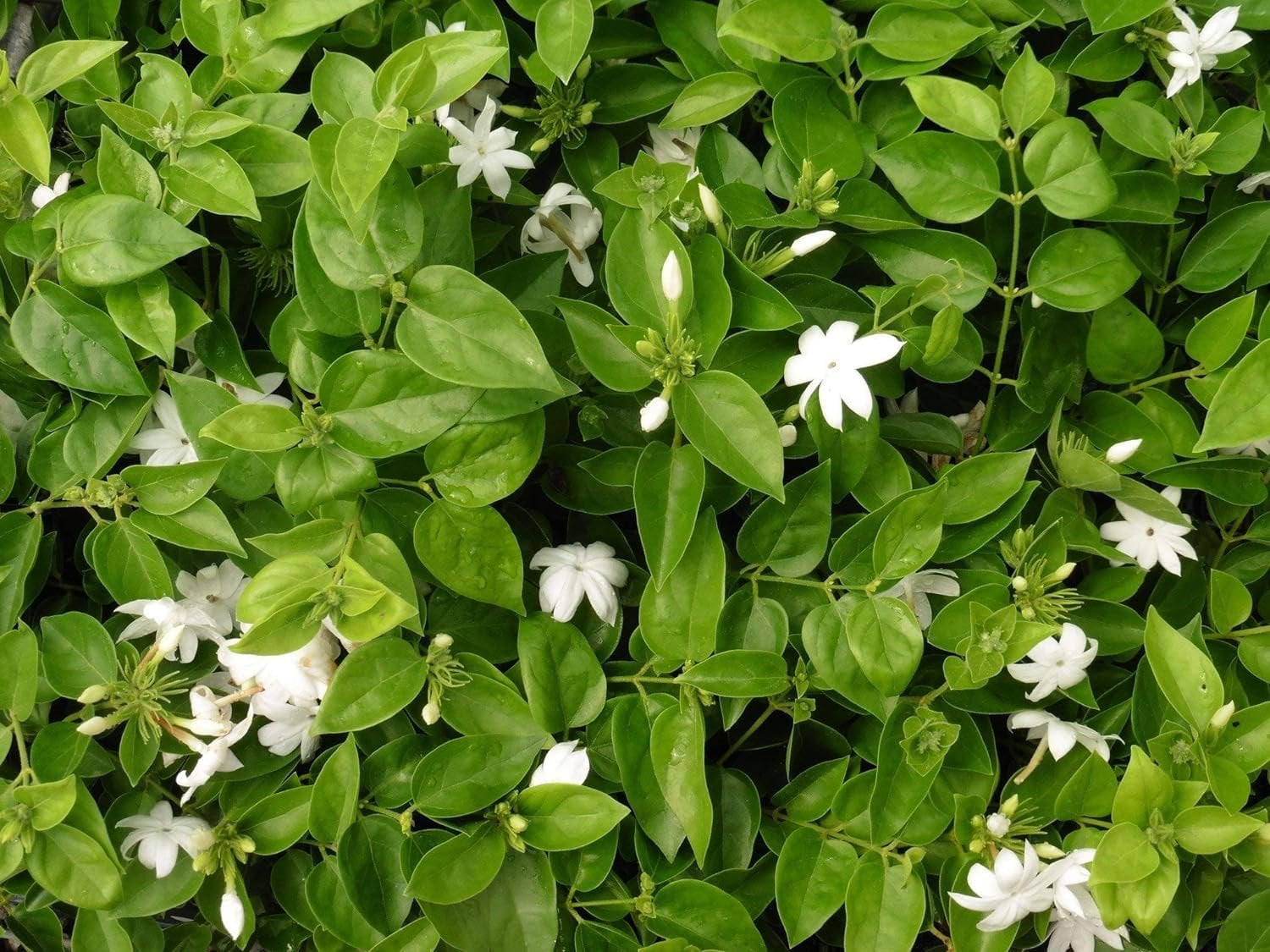 Sambac Jasmine Plant  3 Live Plants  Jasminum Sambac  Fragrant White Blooms  Ideal for Indoor & Outdoor Planting  Aromatic Addition to Gardens & Patios  Lush & Decorative Foliage