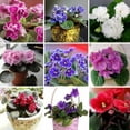 thumbnail image 5 of 2 Assorted African Violet Live Plants, African Violet Houseplant in 4" Pots, Blooming Indoor Plant for Home or Office with Vibrant Flowers, Random Colors, 5 of 6