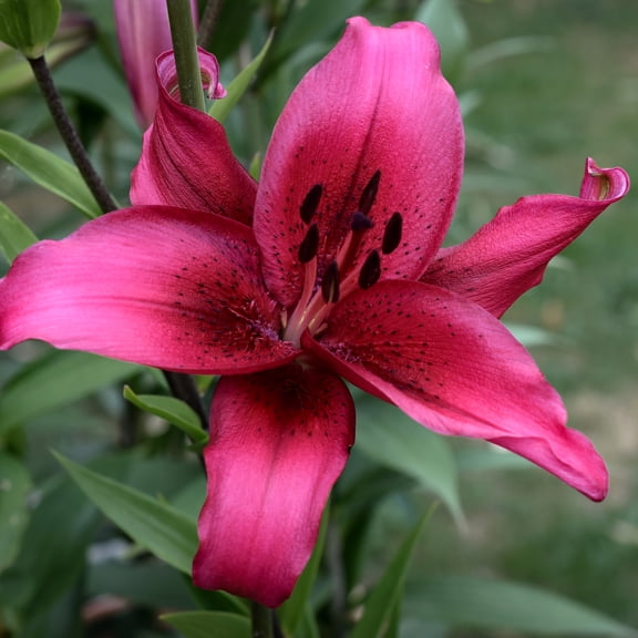 November Rain Hybrid Lily Flower Bulbs - 3 Lilies Bulbs per Pack - Fragrant - Attracts Butterflies and Hummingbirds - Good as Cut Flowers - Perennializing - Easy to Grow Live Plants - Outdoor Garden