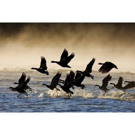 Take A Pic Canada Geese Take Flight On A Misty Winter Morning In Sub Zero Temps Lynn Canal Inside Passage Southeast Alaska Winter Canvas Art - John Hyde Design Pics (17 x 11) ()