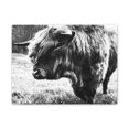 thumbnail image 2 of HIghland Bull Canvas Stretched, 0.75", 2 of 4
