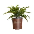 thumbnail image 6 of Southern Living Bayou Bliss Distylium Live Shrub in 2-Gallon Grower Pot, 6 of 9