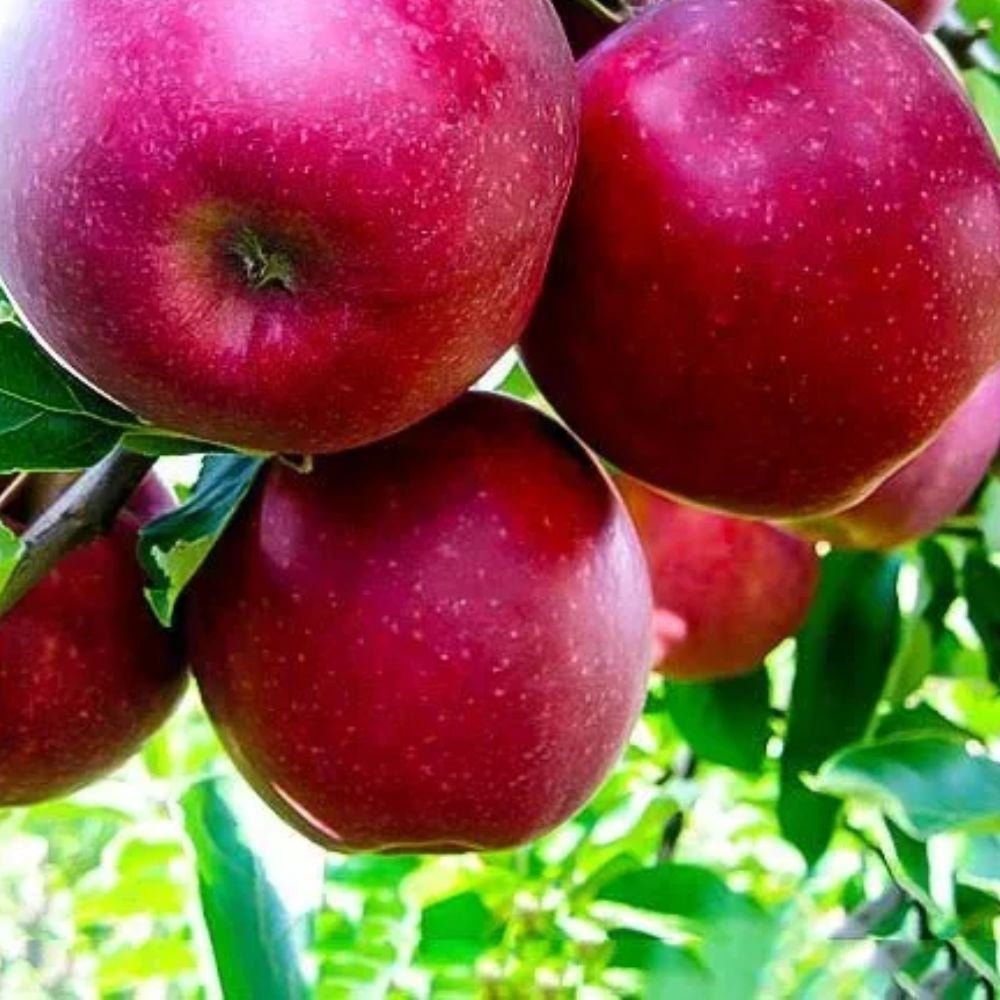 Expert Gardener 2-3 ft tall Jonathan Apple Live Tree in 5-Gallon Grower Pot