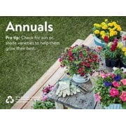 Proven Winners 2G Multicolor Beachside Drive Combination Live Plants with Hanging Basket