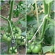 thumbnail image 5 of Herramientas de jardinería, fijador de enredaderas reutilizable para una mayor productividad y un crecimiento más saludable de las plantas, clips de plástico que sostienen las verduras y flores, 5 of 5