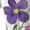 Purple, variant on Womens Wide Leg Pants BWASD Fashion Floral Loose Lounge Trousers Business Casual Straight Trousers Retro Cotton Linen Pocket Capris Pants 2047 (M)