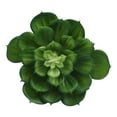 thumbnail image 3 of planta dec. blanca suculenta c, 3 of 5