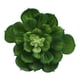 thumbnail image 3 of planta dec. blanca suculenta c, 3 of 5