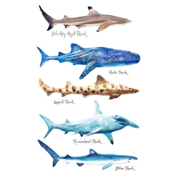 Shark Names, Watercolor (36x54 Giclee Gallery Art Print, Vivid Textured Wall Decor)