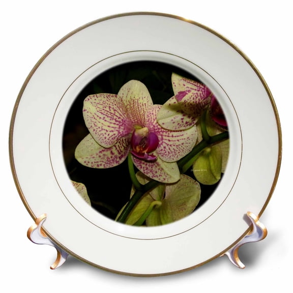 3dRose, Phal Orchid, 8 inch Porcelain Plate